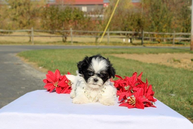 puppy, for, sale, Morkie, Matthew B. Stoltzfus, dog, breeder, Gap, PA, dog-breeder, puppy-for-sale, forsale, nearby, find, puppyfind, locator, puppylocator, aca